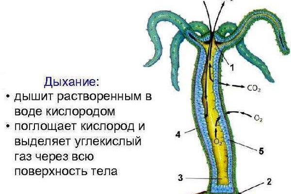 Вызывайте кракена телеграмм